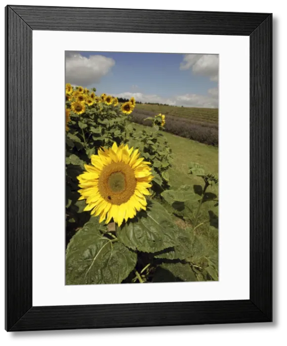 Framed Print : Picture No. 10900566 Framed Print : Picture No. 10900566