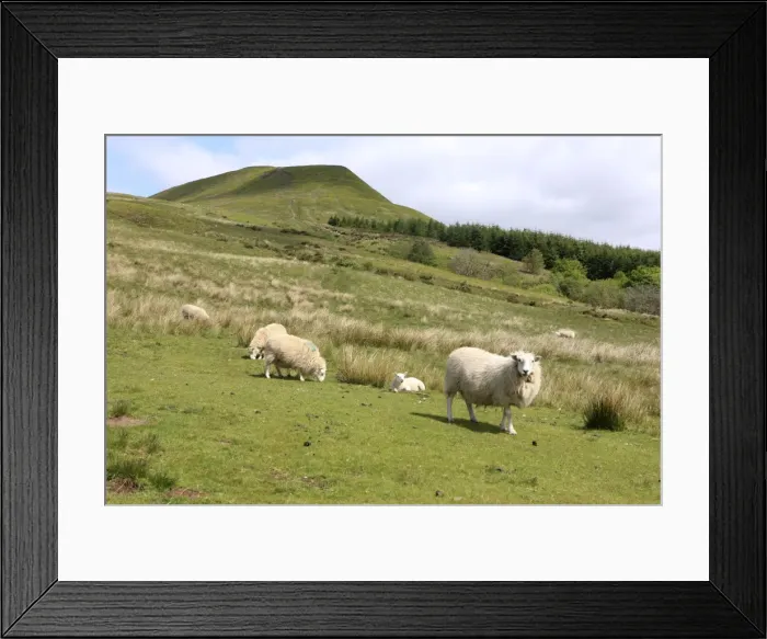 Framed Print : Picture No. 10900618 Framed Print : Picture No. 10900618