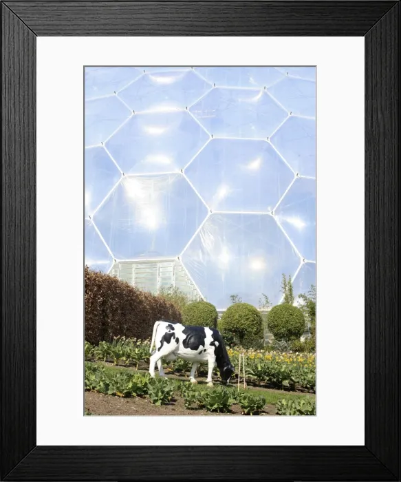 Framed Print : Picture No. 10900637 Framed Print : Picture No. 10900637
