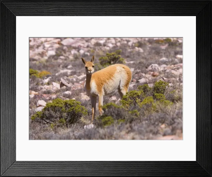 Framed Print : Picture No. 10889623