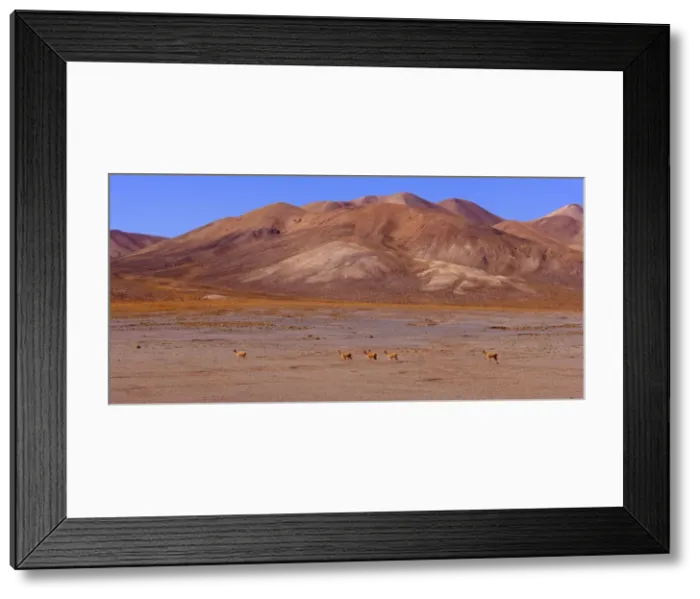 Framed Print : Picture No. 10889625 Framed Print : Picture No. 10889625