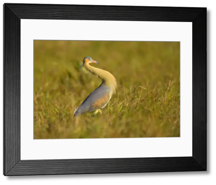 Framed Print : Picture No. 10889636 Framed Print : Picture No. 10889636