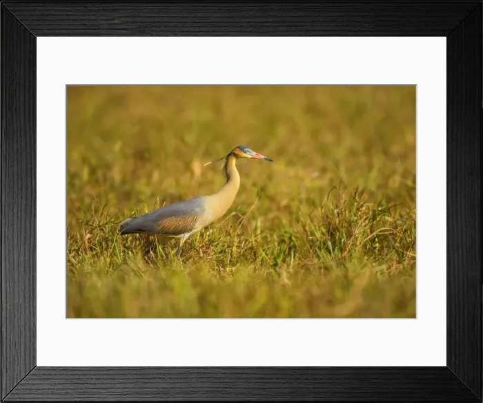 Framed Print : Picture No. 10889637