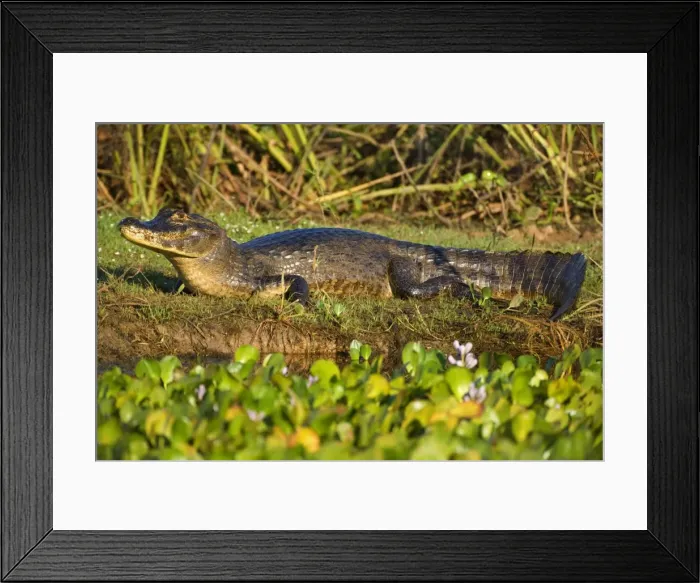 Framed Print : Picture No. 10889642 Framed Print : Picture No. 10889642