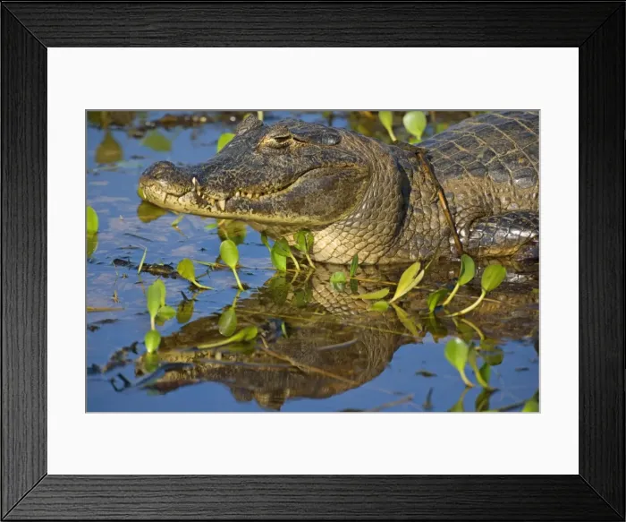 Framed Print : Picture No. 10889643 Framed Print : Picture No. 10889643