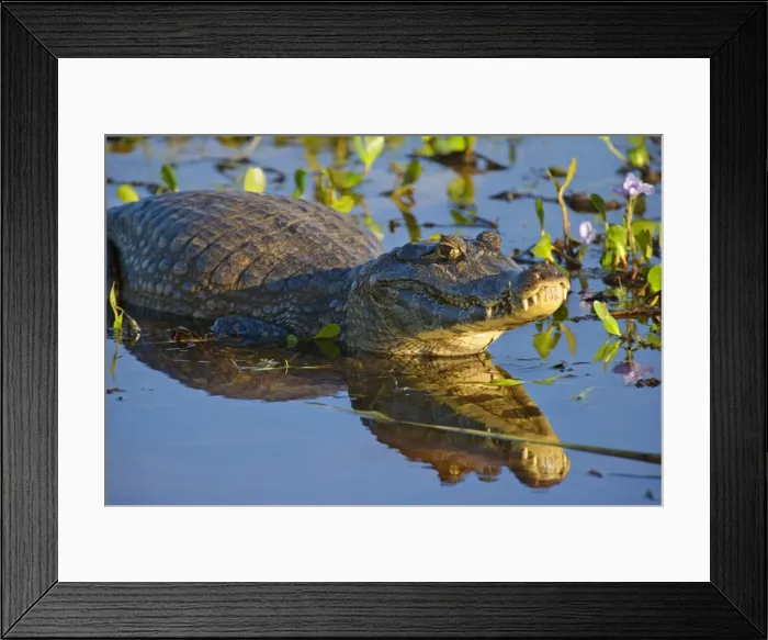 Framed Print : Picture No. 10889644 Framed Print : Picture No. 10889644