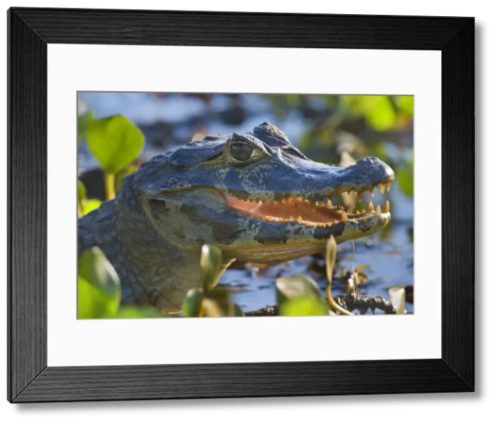 Framed Print : Picture No. 10889645 Framed Print : Picture No. 10889645