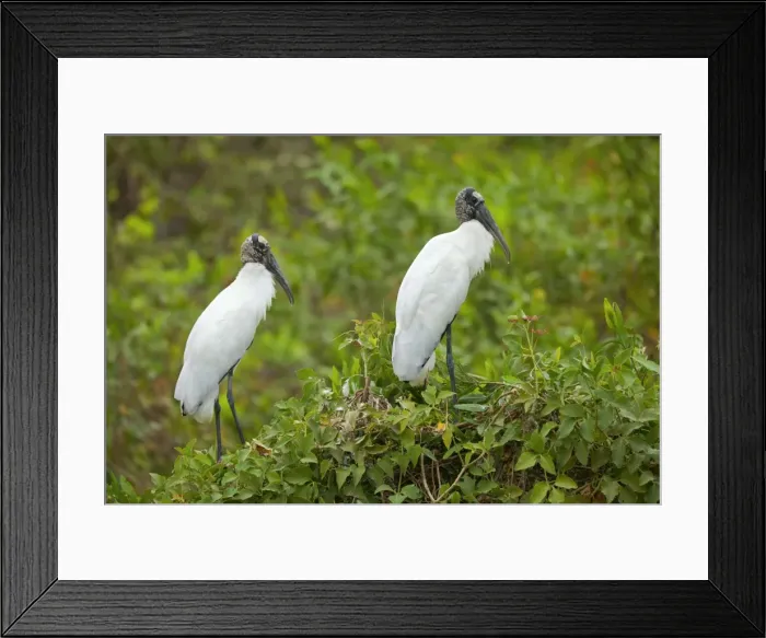 Framed Print : Picture No. 10889641 Framed Print : Picture No. 10889641