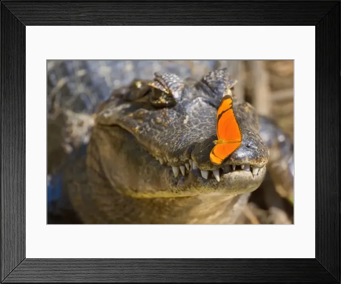 Framed Print : Picture No. 10889646 Framed Print : Picture No. 10889646