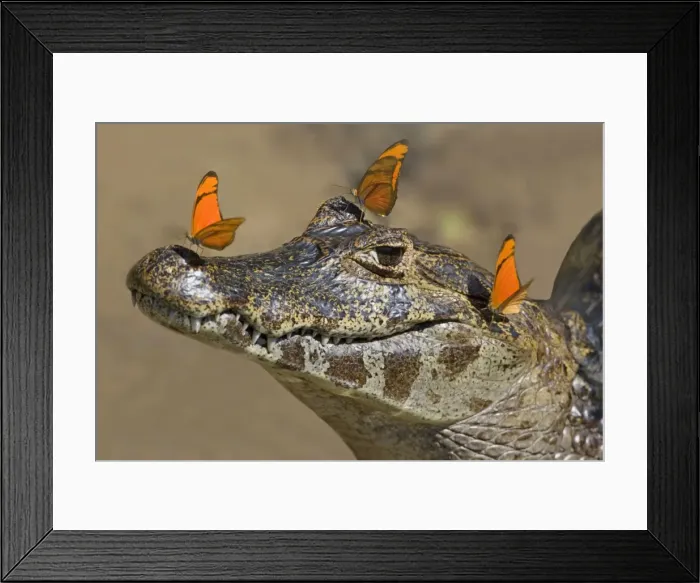 Framed Print : Picture No. 10889647 Framed Print : Picture No. 10889647