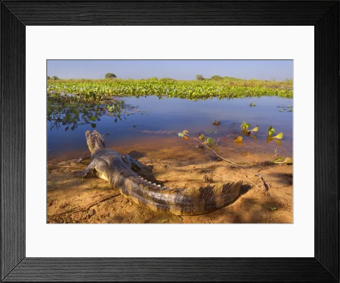 Framed Print : Picture No. 10889649 Framed Print : Picture No. 10889649