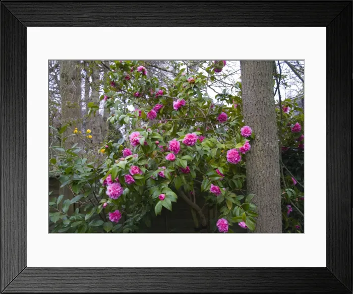 Framed Print : Picture No. 10889655 Framed Print : Picture No. 10889655