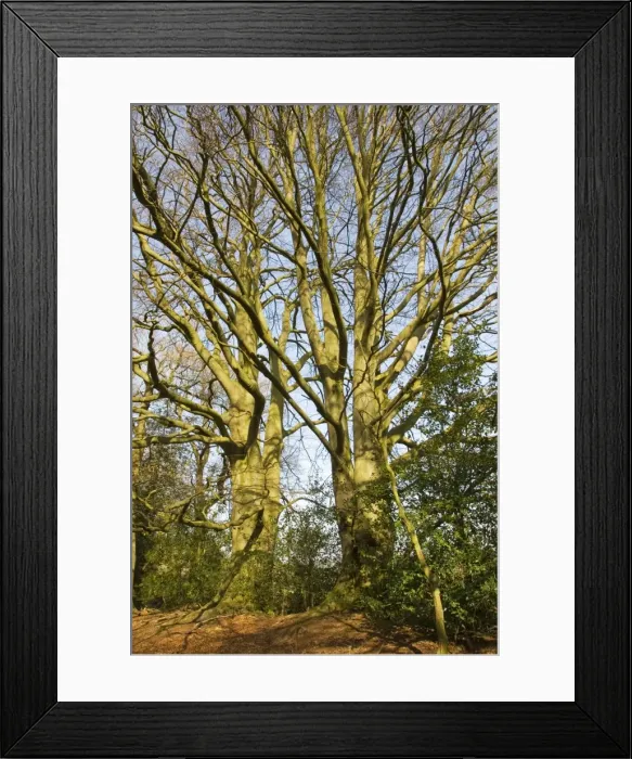Framed Print : Picture No. 10889657 Framed Print : Picture No. 10889657