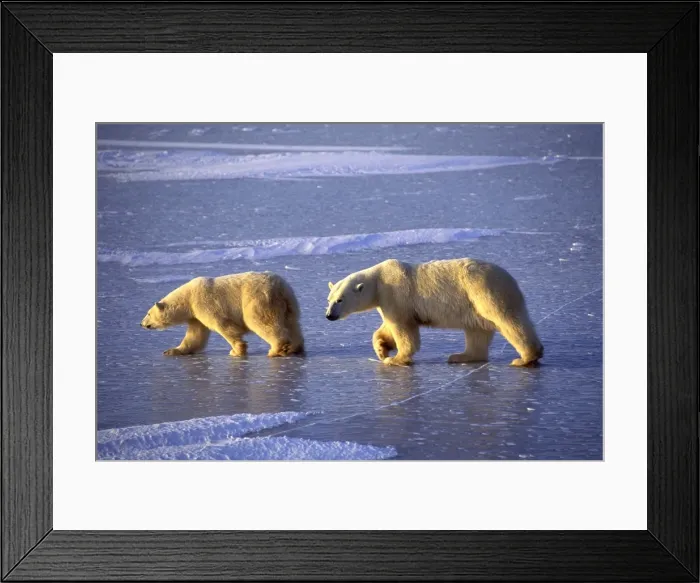 Framed Print : Picture No. 10889663 Framed Print : Picture No. 10889663