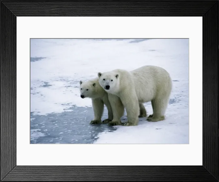 Framed Print : Picture No. 10889666 Framed Print : Picture No. 10889666