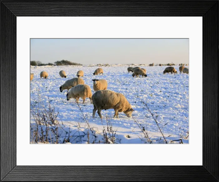 Framed Print : Picture No. 10900661 Framed Print : Picture No. 10900661