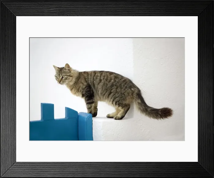 Framed Print : Picture No. 10890251 Framed Print : Picture No. 10890251