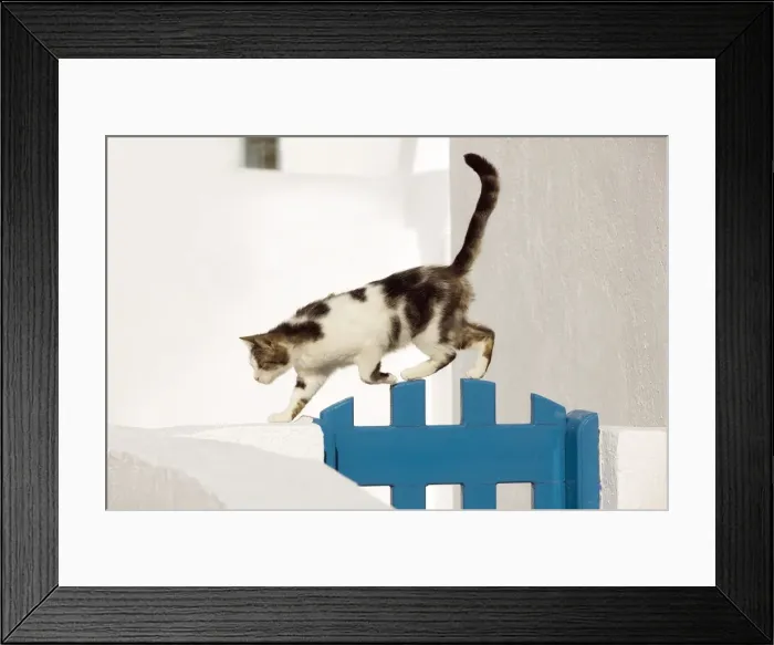 Framed Print : Picture No. 10890264 Framed Print : Picture No. 10890264