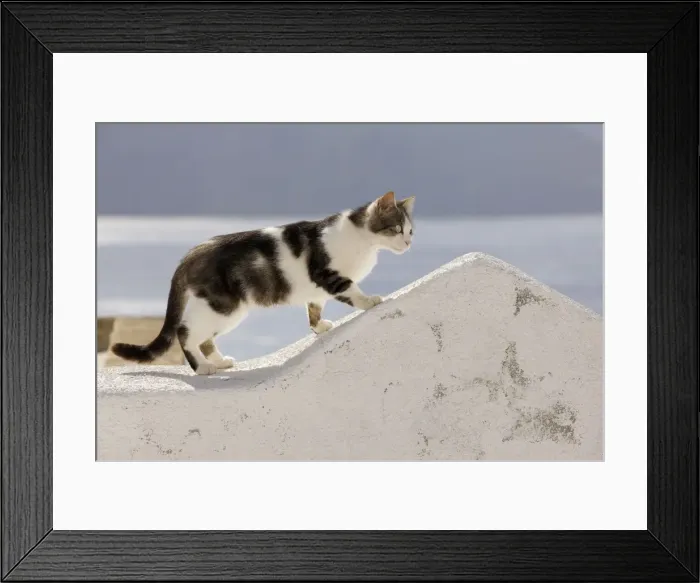 Framed Print : Picture No. 10890271 Framed Print : Picture No. 10890271
