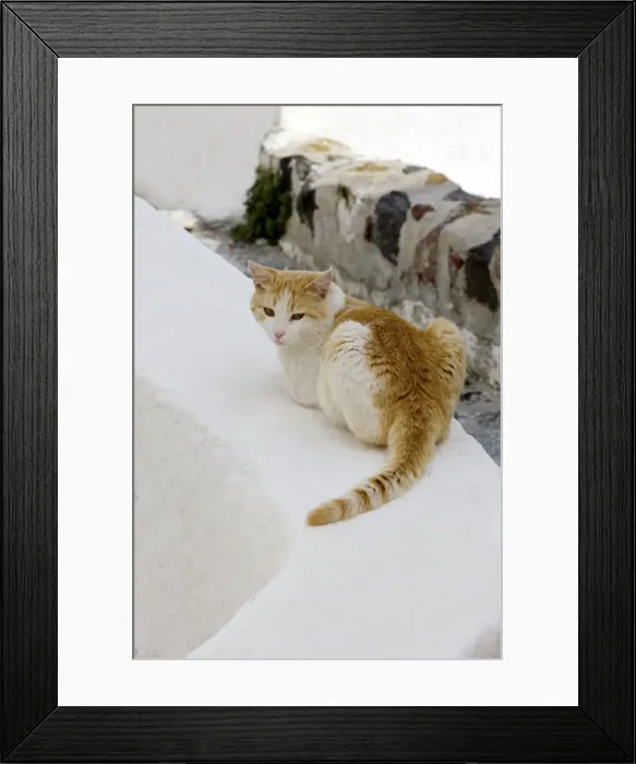 Framed Print : Picture No. 10890280 Framed Print : Picture No. 10890280