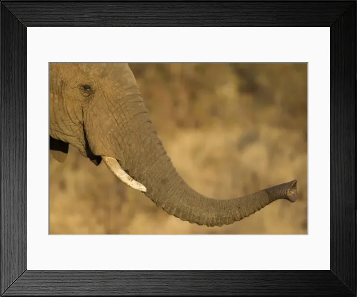 Framed Print : Picture No. 10900852 Framed Print : Picture No. 10900852