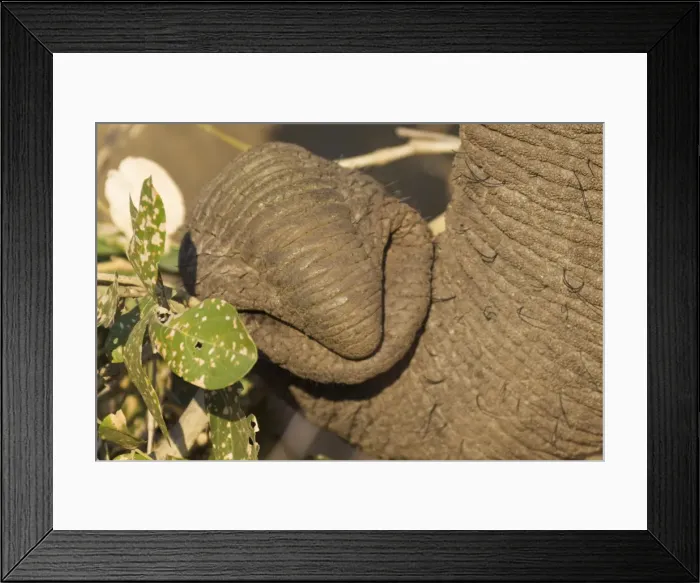 Framed Print : Picture No. 10900859 Framed Print : Picture No. 10900859