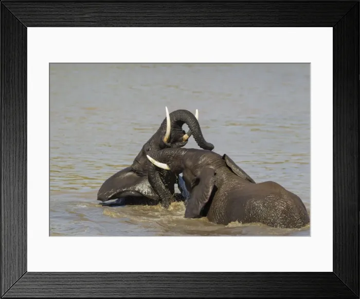 Framed Print : Picture No. 10900864 Framed Print : Picture No. 10900864