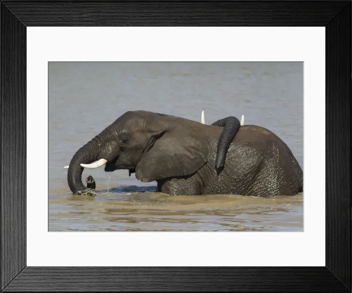 Framed Print : Picture No. 10900862