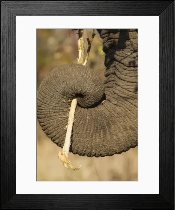 Framed Print : Picture No. 10900860 Framed Print : Picture No. 10900860