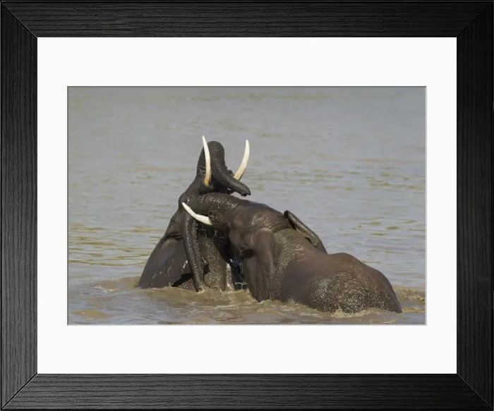 Framed Print : Picture No. 10900865 Framed Print : Picture No. 10900865