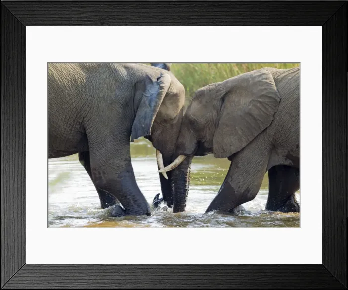 Framed Print : Picture No. 10900878 Framed Print : Picture No. 10900878