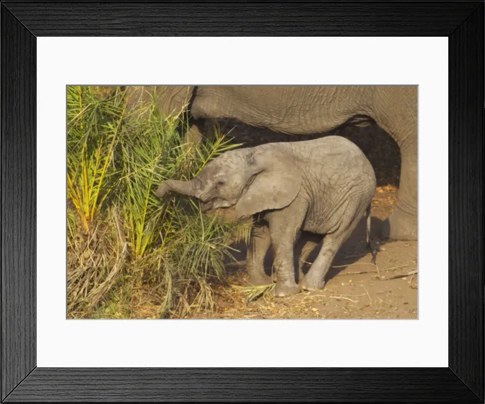 Framed Print : Picture No. 10900880 Framed Print : Picture No. 10900880