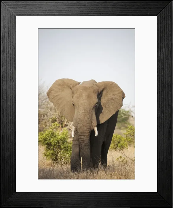 Framed Print : Picture No. 10900879