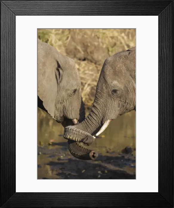 Framed Print : Picture No. 10900884