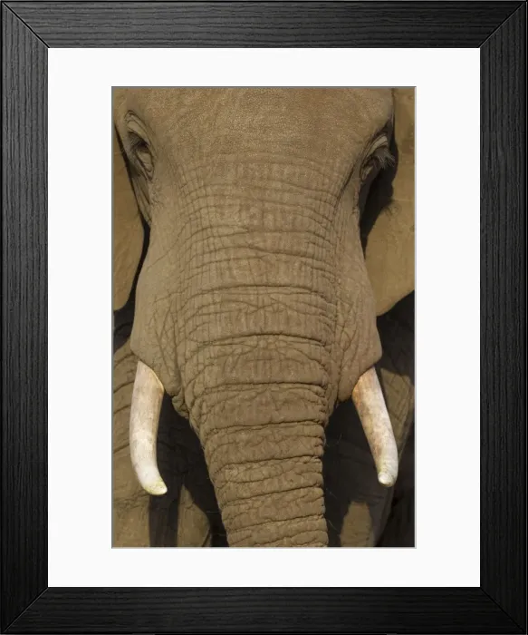 Framed Print : Picture No. 10900889 Framed Print : Picture No. 10900889