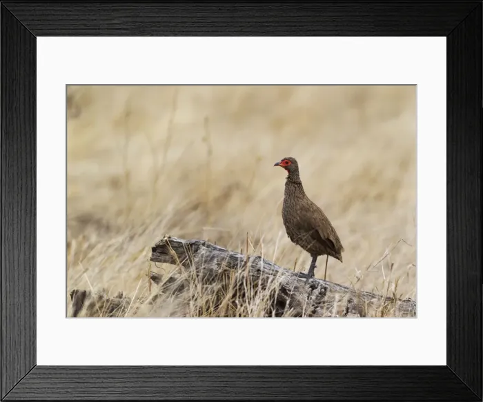 Framed Print : Picture No. 10900898 Framed Print : Picture No. 10900898