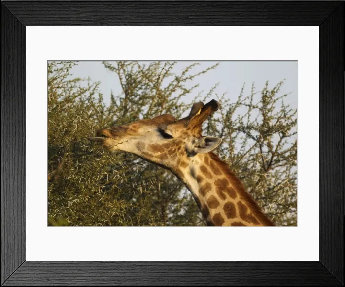Framed Print : Picture No. 10900900 Framed Print : Picture No. 10900900