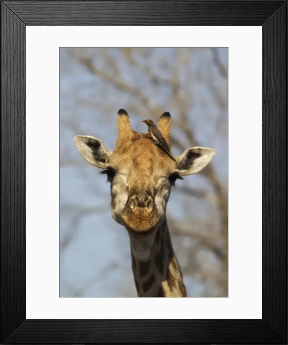 Framed Print : Picture No. 10900904 Framed Print : Picture No. 10900904