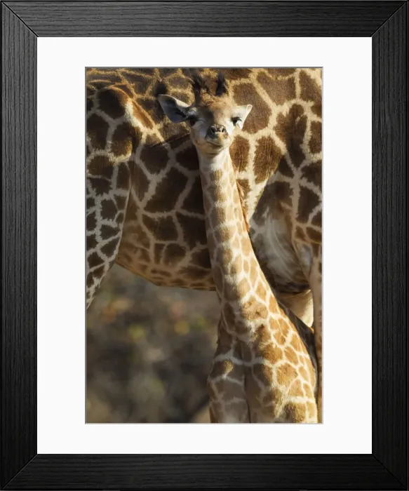 Framed Print : Picture No. 10900899 Framed Print : Picture No. 10900899