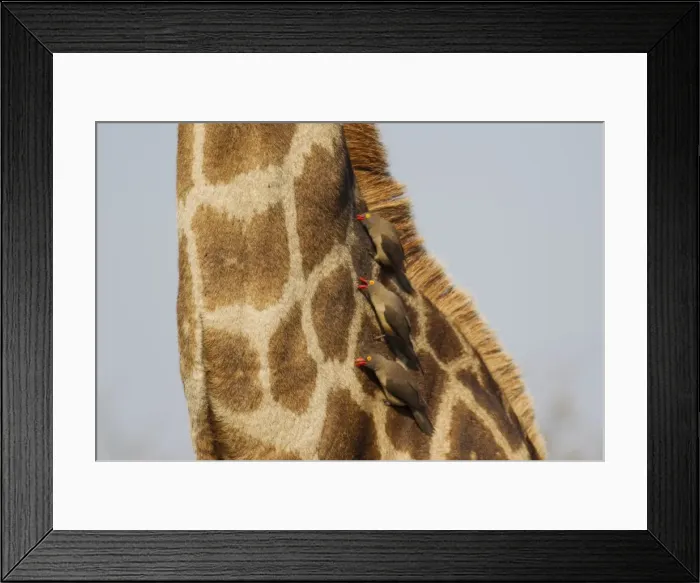 Framed Print : Picture No. 10900902 Framed Print : Picture No. 10900902