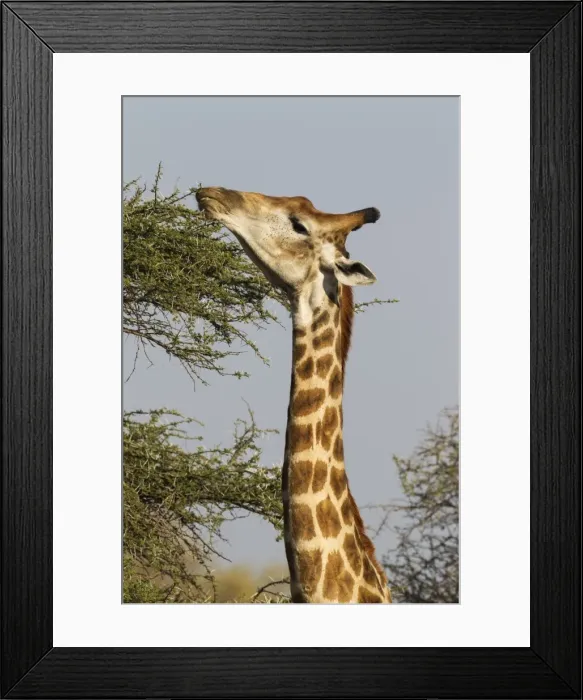 Framed Print : Picture No. 10900903 Framed Print : Picture No. 10900903