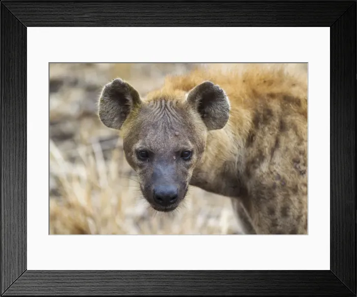 Framed Print : Picture No. 10900908