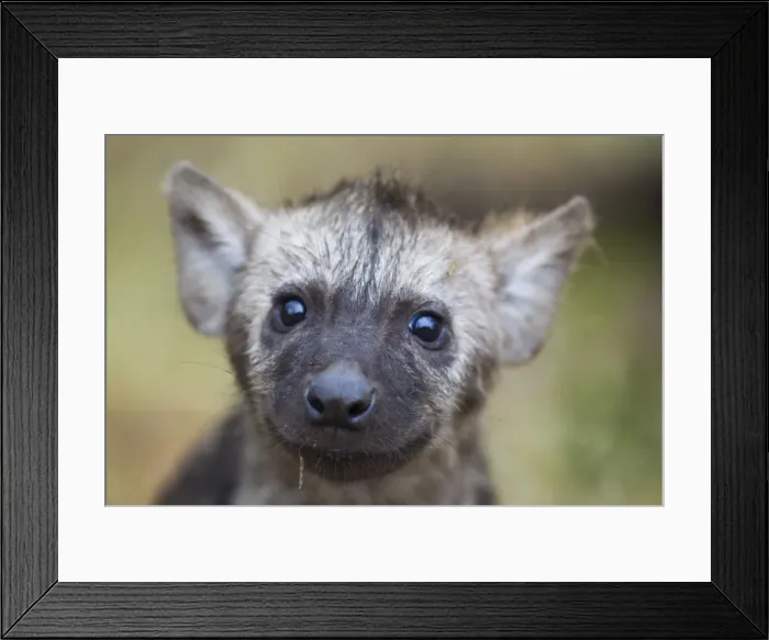 Framed Print : Picture No. 10900907