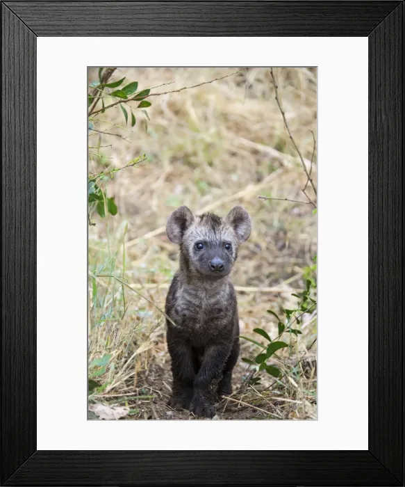 Framed Print : Picture No. 10900905