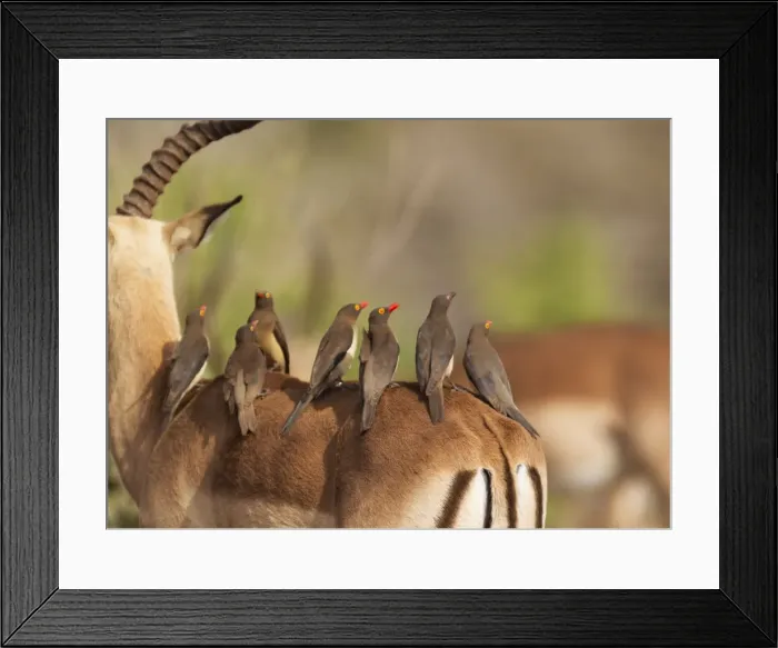 Framed Print : Picture No. 10900911 Framed Print : Picture No. 10900911