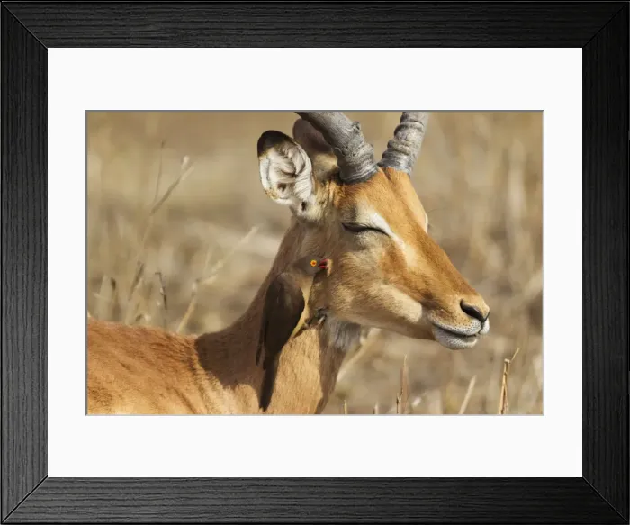 Framed Print : Picture No. 10900910 Framed Print : Picture No. 10900910