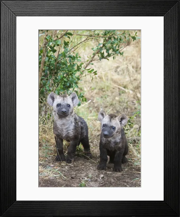 Framed Print : Picture No. 10900906 Framed Print : Picture No. 10900906