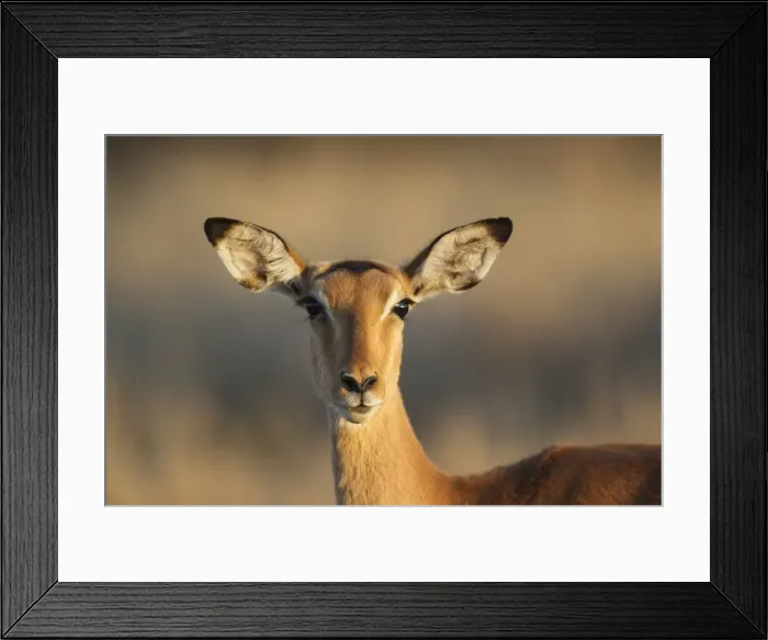 Framed Print : Picture No. 10900909 Framed Print : Picture No. 10900909
