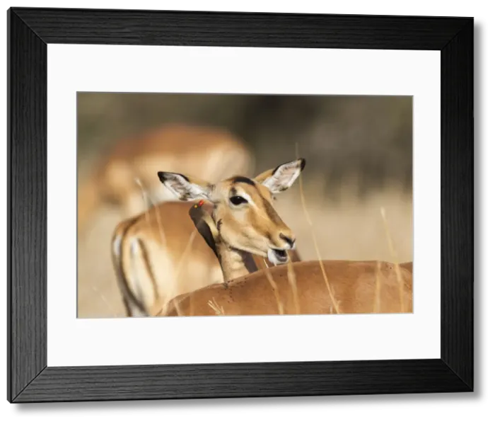 Framed Print : Picture No. 10900912 Framed Print : Picture No. 10900912