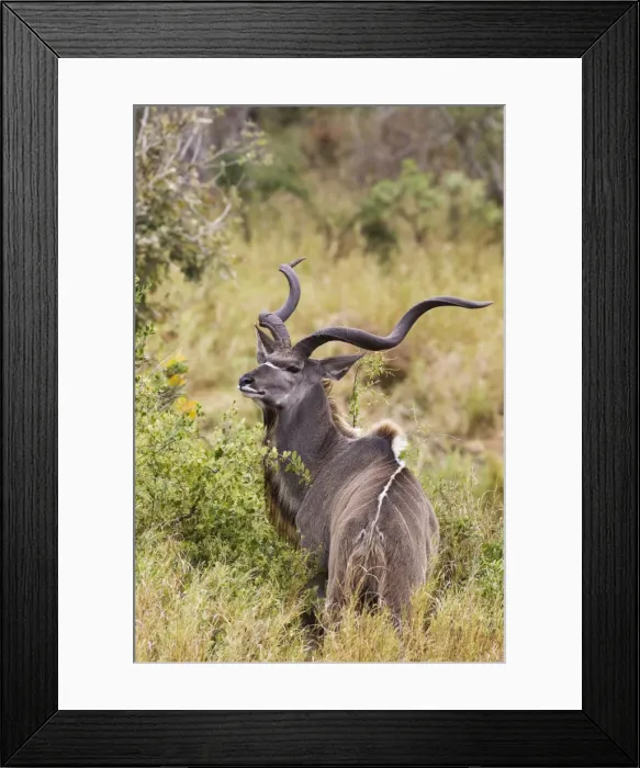 Framed Print : Picture No. 10900917 Framed Print : Picture No. 10900917